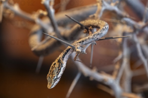 Vine Snake or Twig Snake (Thelotornis capensis oatesi), captive, Namibia