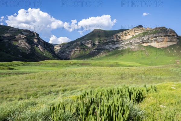 Grassland with sandstone cliffs and cliffs, landscape in Golden Gate Highlands National Park, Free State, South Africa