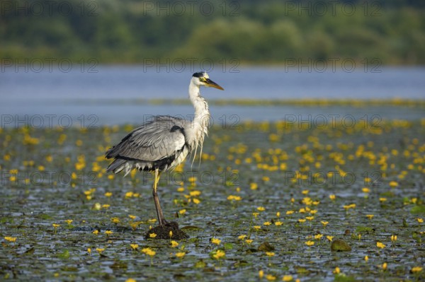 Grey heron (Ardea cinerea) in the midst of flowering water lilies Hungary