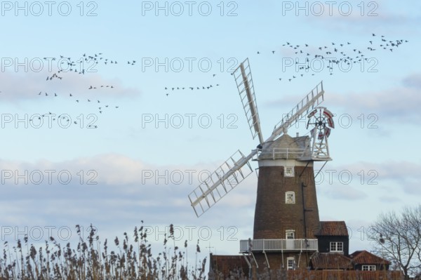 Geese in a flock or skein flying above a windmill in winter, Cley-next-to-the sea, Norfolk, England, United Kingdom