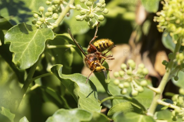 European hornet (Vespa crabro) adult wasp insect eating an Ivy bee in a tree in summer, England, United Kingdom