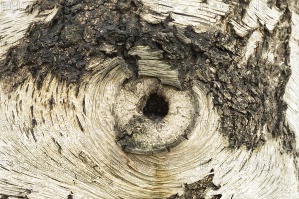 Silver birch tree (Betula pendula) close up of a hole in the bark of the trunk thats looks like an eye, England, United Kingdom