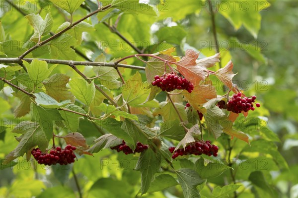 Guelder rose (Viburnum opulus) tree red berries in summer, England, United Kingdom