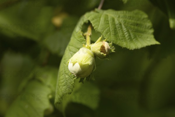 Hazel (Corylus avellana) tree nuts on a branch in summer, England, United Kingdom