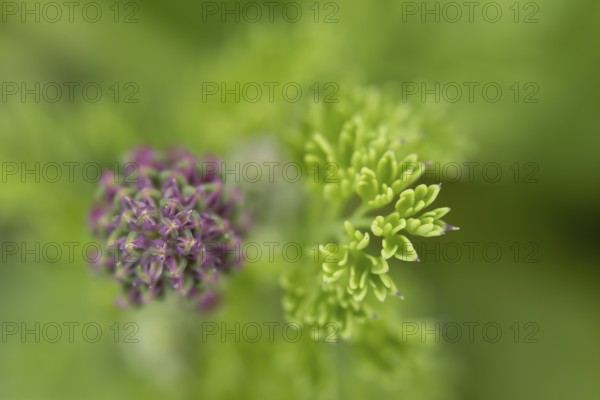 Common fumitory (Fumaria officinalis) single flower bud in summer, England, United Kingdom