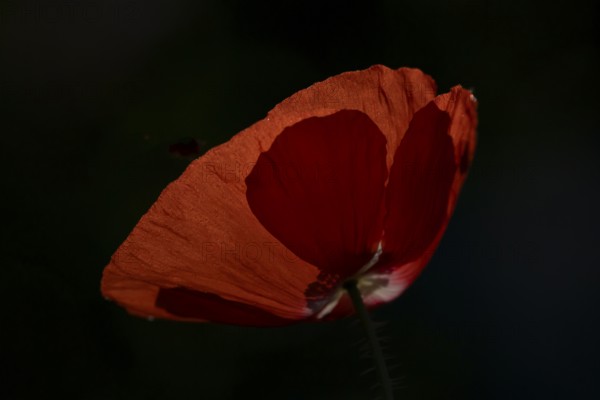 Common field poppy (Papaver rhoeas) single red flower backlit in summer, England, United Kingdom