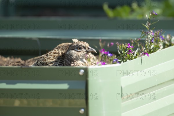 Common pheasant (Phasianus colchicus) adult female game bird on a garden raised bed, England, United Kingdom