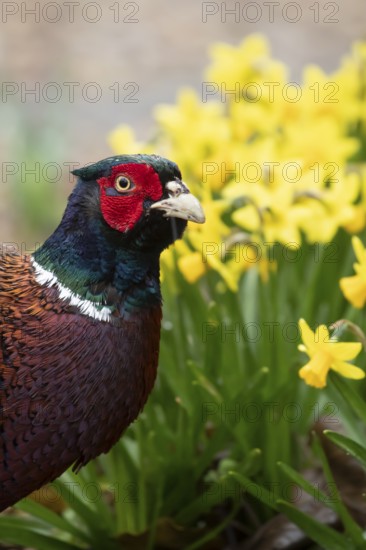 Common pheasant (Phasianus colchicus) adult male game bird in a garden in spring, England, United Kingdom