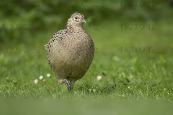 Common pheasant (Phasianus colchicus) adult female game bird in a garden in spring, England, United Kingdom