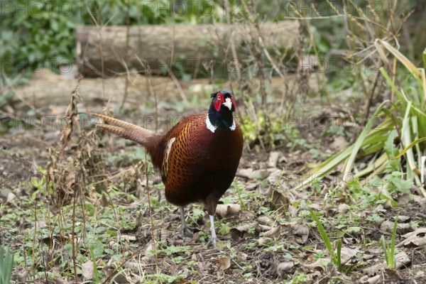 Common pheasant (Phasianus colchicus) adult male game bird in a garden in winter, England, United Kingdom