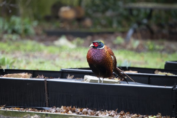 Common pheasant (Phasianus colchicus) adult male game bird on a garden raised bed, England, United Kingdom