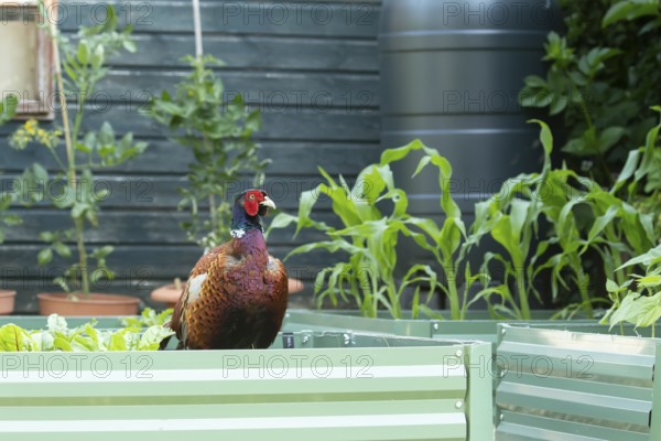 Common pheasant (Phasianus colchicus) adult male game bird on a garden vegetable raised bed in summer, England, United Kingdom