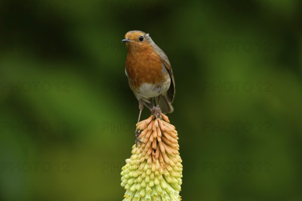European robin (Erithacus rubecula) adult garden bird perching on a Red hot poker flower in summer, England, United Kingdom