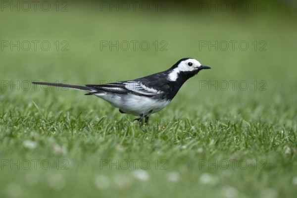 Pied wagtail (Motacilla alba) adult bird on a garden grass lawn in summer, England, United Kingdom