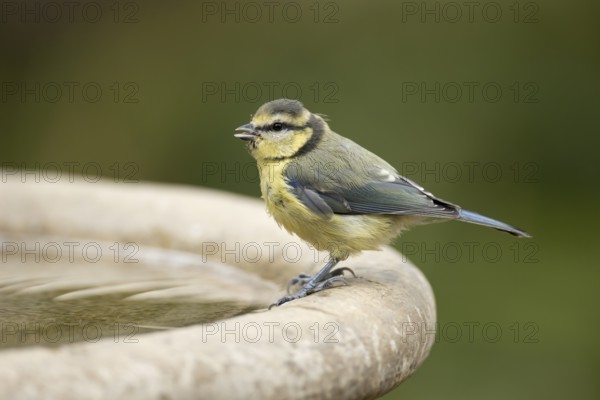 Blue tit (Cyanistes caeruleus) adult garden bird on a bird bath in summer, England, United Kingdom
