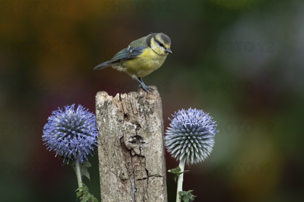Blue tit (Cyanistes caeruleus) adult garden bird on a wooden post in summer, England, United Kingdom