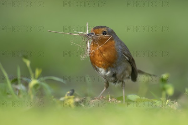 European robin (Erithacus rubecula) adult garden bird collecting nest material in its beak in spring, England, United Kingdom