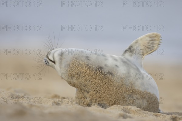 Atlantic grey seal (Halichoerus grypus) adult animal stretching on a sandy beach, England, United Kingdom