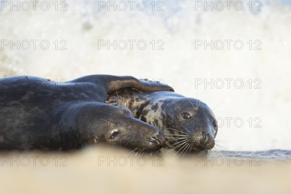 Atlantic grey seal (Halichoerus grypus) two adult seals animals in love hugging in the waves of the sea, England, United Kingdom