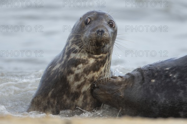 Atlantic grey seal (Halichoerus grypus) two adult seals animals in love courting in the waves of the sea, England, United Kingdom