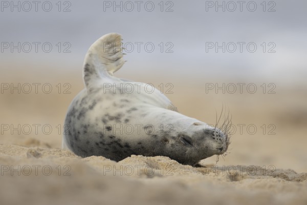 Atlantic grey seal (Halichoerus grypus) adult animal sleeping on a sandy beach, England, United Kingdom