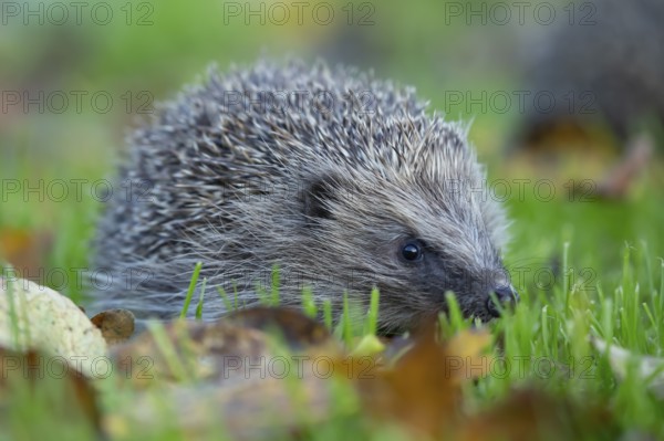 European hedgehog (Erinaceus europaeus) adult animal walking on a garden grass lawn in autumn, England, United Kingdom