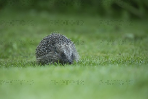 European hedgehog (Erinaceus europaeus) adult animal on a garden grass lawn in spring, England, United Kingdom