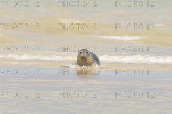 Common or Harbour or Habor seal (Phoca vitulina) adult animal emerging from the sea, England, United Kingdom