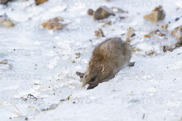 Brown rat (Rattus norvegicus) adult rodent animal searching for food on ice on a frozen lake in winter, England, United Kingdom