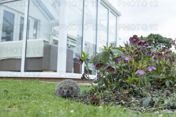 European hedgehog (Erinaceus europaeus) adult animal on a garden grass lawn with a house in the background in spring, England, United Kingdom