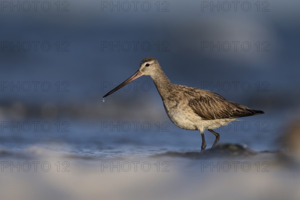 Bar-tailed Godwit (Limosa lapponica), Texel, Netherlands