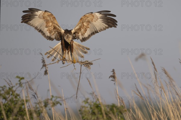 Marsh harrier (Circus aeruginosus), Texel, Netherlands