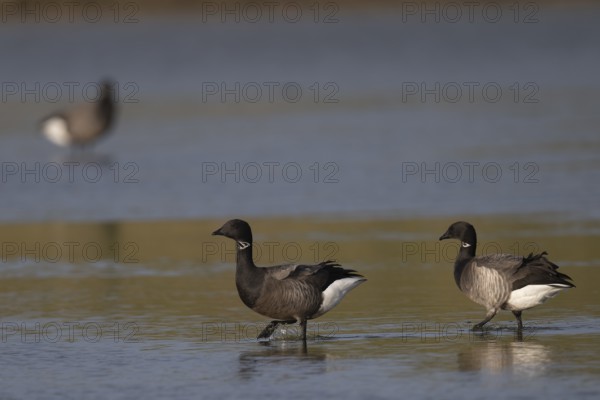 Brent goose (Branta bernicla), Texel, Netherlands