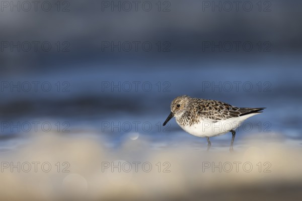 Avocet (Recurvirostra avosetta), Texel, Netherlands