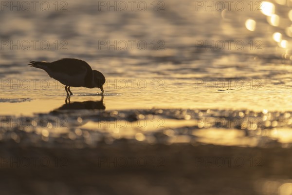 Ringed Plover (Charadrius hiaticula), Texel, Netherlands