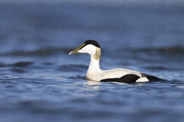 Eider duck (Somateria mollissima), Texel, Netherlands