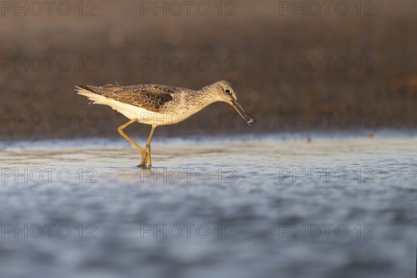 Greenshank (Tringa nebularia), Texel, Netherlands