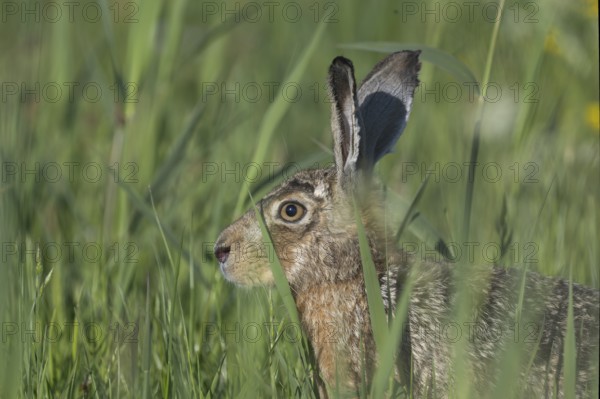 European hare (Lepus europaeus), Texel, Netherlands