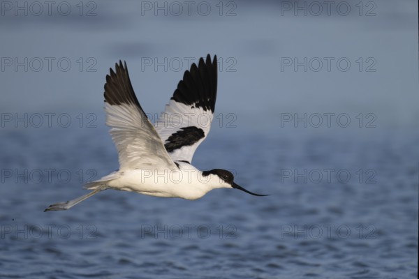 Avocet (Recurvirostra avosetta), Texel, Netherlands