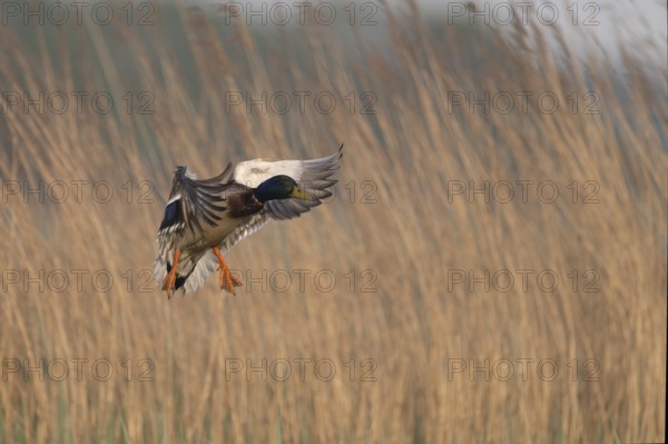 Mallard (Anas platyrhynchos), Texel, Netherlands