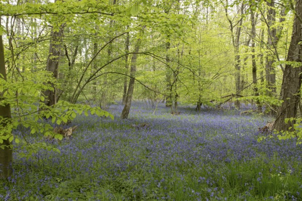 Common or English bluebell (Hyacinthoides non-scripta) carpet of blue wildflowers in a woodland in spring, England, United Kingdom
