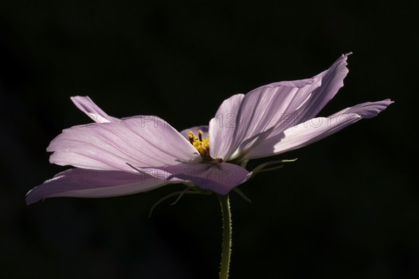 Cosmos garden annual pink flower in summer, England, United Kingdom