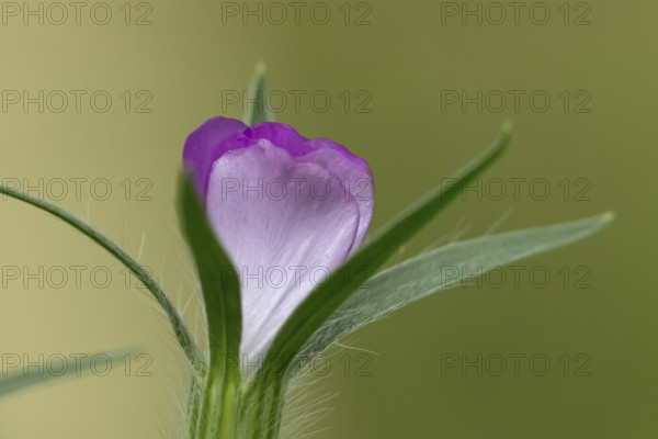 Common corncockle (Agrostemma githago) single pink wildflower flower in summer, England, United Kingdom