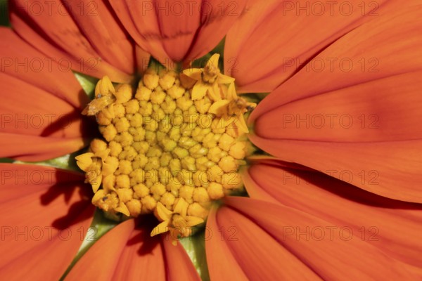 Mexican sunflower (Tithonia spp) 'Goldfinger' garden annual orange flower in summer, England, United Kingdom