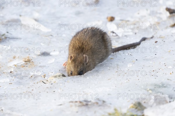 Brown rat (Rattus norvegicus) adult rodent mammal eating seed on frozen ground in winter, England, United Kingdom