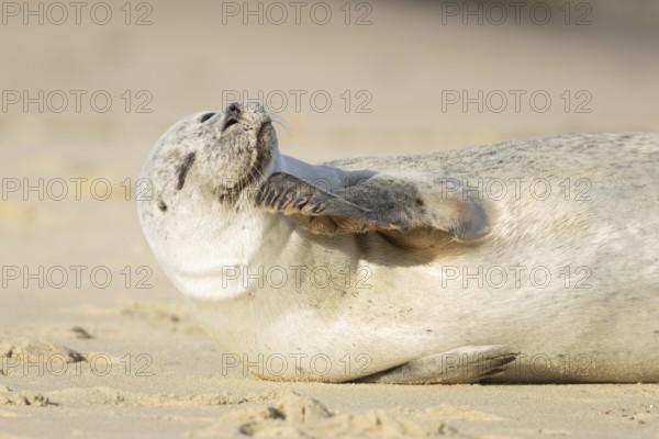 Common or Harbour or Habor seal (Phoca vitulina) adult marine mammal on a beach, England, United Kingdom