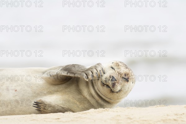 Common or Harbour or Habor seal (Phoca vitulina) adult marine mammal relaxing on a beach, England, United Kingdom