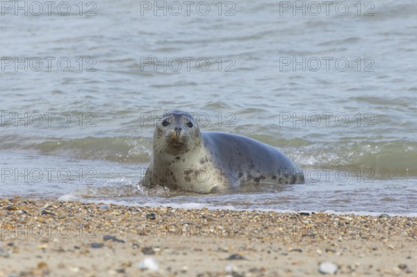 Grey seal (Halichoerus grypus) adult marine mammal relaxing in the shallow waves of the sea, England, United Kingdom