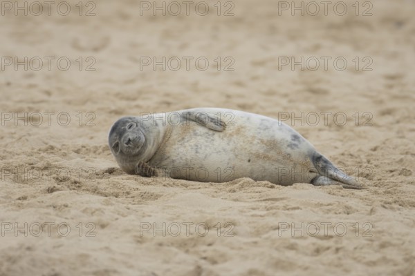 Grey seal (Halichoerus grypus) adult marine mammal sleeping on a beach in winter, England, United Kingdom