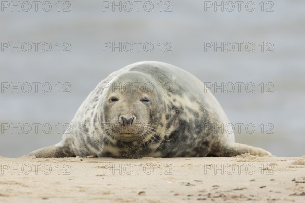 Grey seal (Halichoerus grypus) adult marine mammal sleeping on a seaside beach, England, United Kingdom